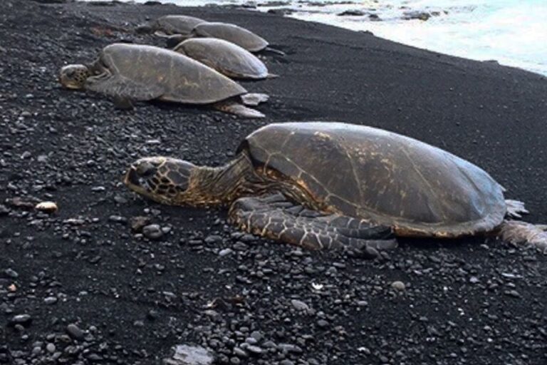 Hilo: Sea Turtle Lagoon And Black Sand Beach Snorkel Activity Overview