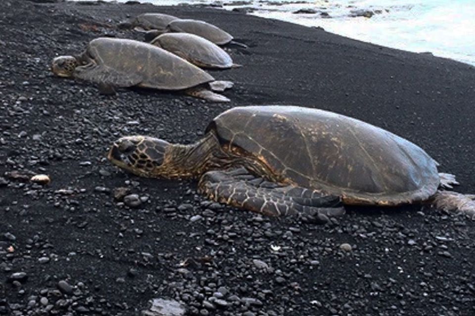 Hilo: Sea Turtle Lagoon and Black Sand Beach Snorkel - Activity Overview