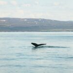 Húsavík: Whale Watching Tour With Guide Tour Overview