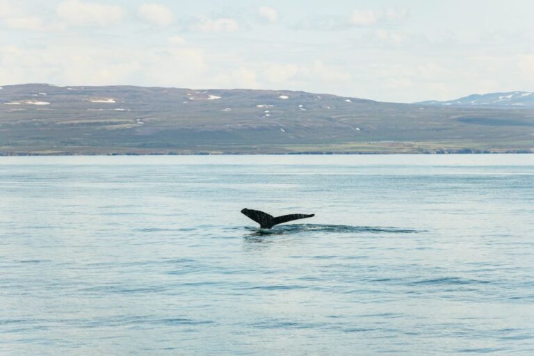 Húsavík: Whale Watching Tour With Guide Tour Overview