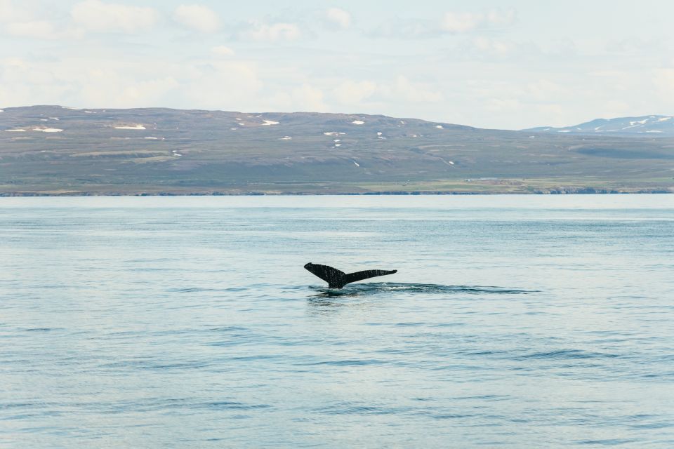 Húsavík: Whale Watching Tour With Guide - Tour Overview