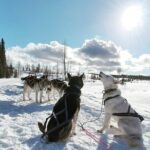 Husky Sledding Tour Tour Overview