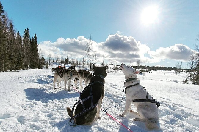 Husky Sledding Tour | Mike's Travel Guide