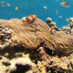 Iriomote: Boat Snorkeling Tour At Barasu Island Tour Overview