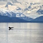 Juneau: Whale Watching And Wildlife Cruise With Local Guide Activity Overview