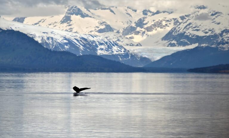 Juneau: Whale Watching And Wildlife Cruise With Local Guide Activity Overview