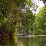 Kayak Adventure In The Second Largest Swamp Of Trinidad And Tobago Health And Safety Information