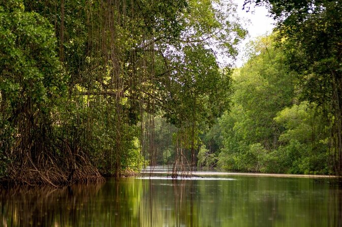 Kayak Adventure in the Second Largest Swamp of Trinidad and Tobago - Health and Safety Information