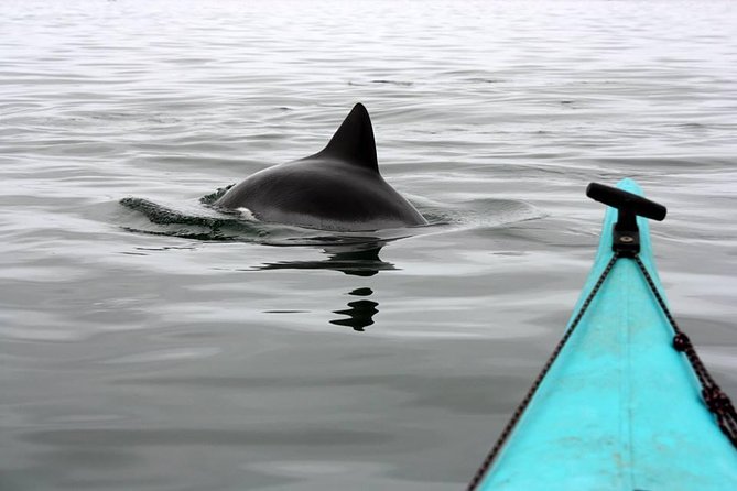 Kayaking and Sandwich Habour Guided Day Tour From Walvis Bay - Kayaking at Pelican Point