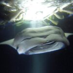 Keauhou Manta Ray Night Snorkel Tour Details