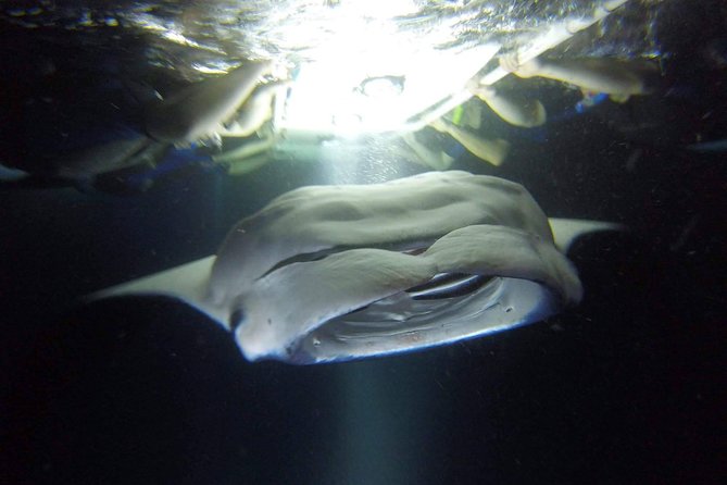 Keauhou Manta Ray Night Snorkel - Tour Details