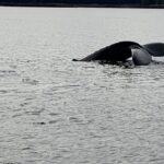 Ketchikan: Marine Wildlife And Whale Watching Boat Tour Overview Of The Whale Watching Tour