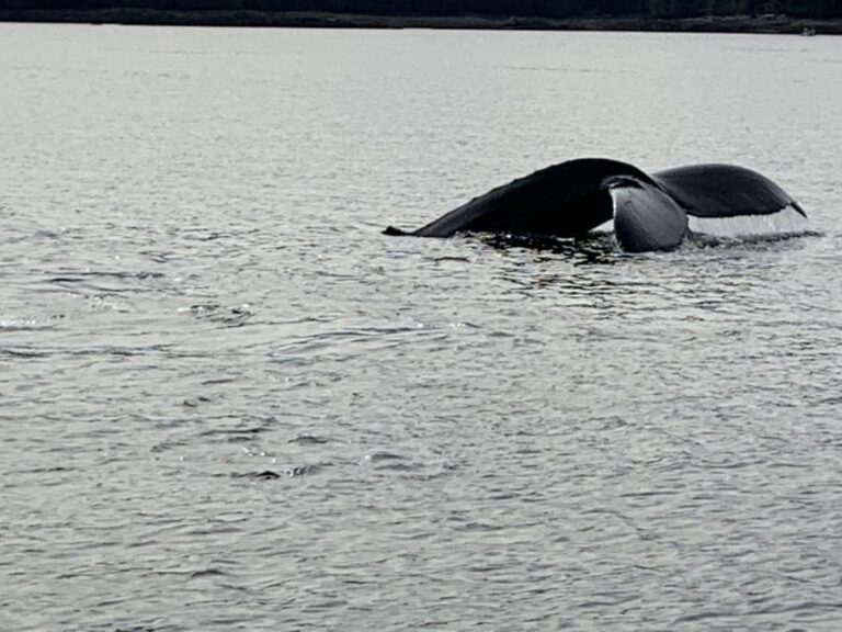 Ketchikan: Marine Wildlife And Whale Watching Boat Tour Overview Of The Whale Watching Tour