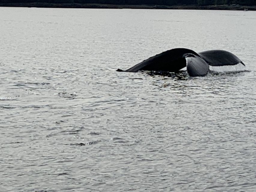 Ketchikan: Marine Wildlife and Whale Watching Boat Tour - Overview of the Whale Watching Tour