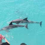 Key West: Dolphin Watching And Snorkeling Sunset Cruise Overview And Booking Information