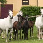 Köflach: Lipizzaner Stud Farm Visit Location And Accessibility