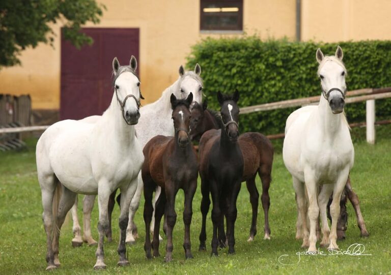 Köflach: Lipizzaner Stud Farm Visit Location And Accessibility