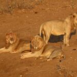 Kruger National Park Private Sunrise Half Day Safari Trip. Included Services