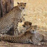 Kruger National Park Sunrise Half Day Safari Tour Tour Overview