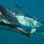 Lisbon: Dolphin Watching With Marine Biologist Pricing And Reservation Details