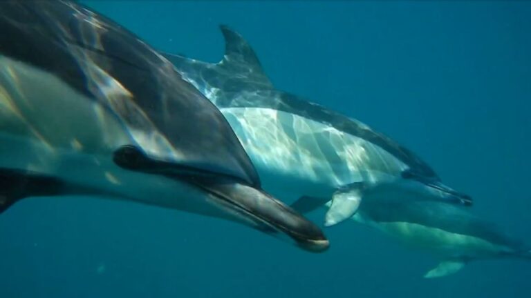 Lisbon: Dolphin Watching With Marine Biologist Pricing And Reservation Details