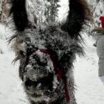 Llama Hike Through The Wonderful Liechtenstein Mountains Overview And Experience