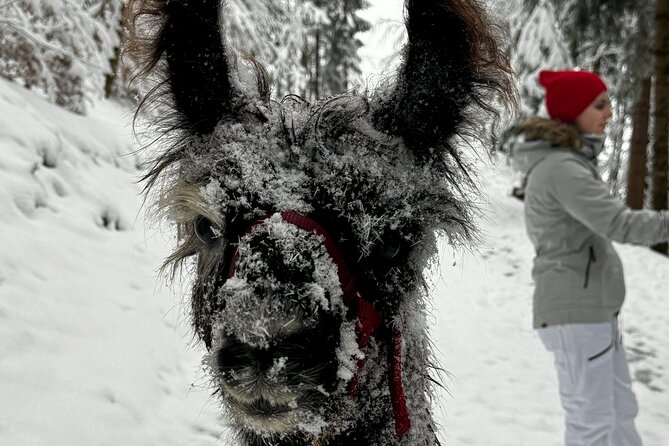 Llama Hike Through the Wonderful Liechtenstein Mountains - Overview and Experience