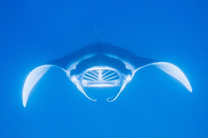 Manta Magic - Night Manta Ray Snorkel At Manta Village, Kona, Hawaii - Booking and Cancellation Policy