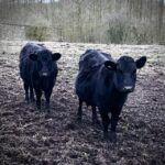 Meet The Mini Moos Europes Smallest Cows