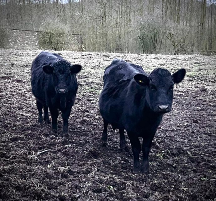 Meet The Mini Moos Europes Smallest Cows