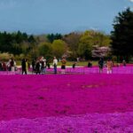 Mount Fuji And Lake Kawaguchiko With Pick Up & Drop Off Tour Overview And Pricing