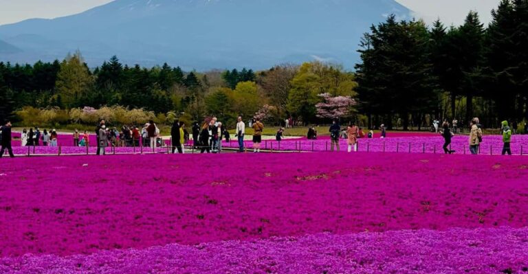 Mount Fuji And Lake Kawaguchiko With Pick Up & Drop Off Tour Overview And Pricing