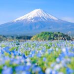 Mount Fuji,hakone Private Tour By Car With Pick Up Tour Overview And Pricing