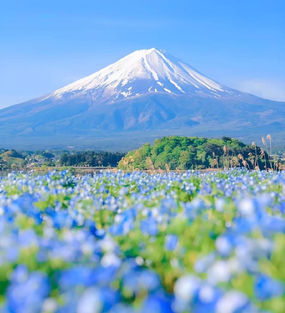 Mount Fuji,Hakone Private Tour by Car With Pick up - Tour Overview and Pricing