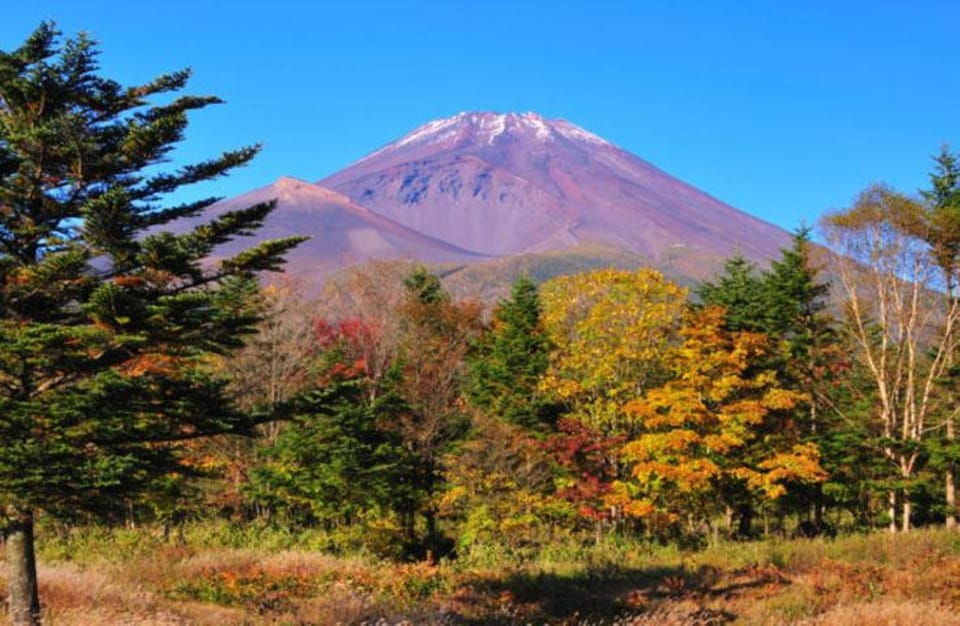 Mt. Fuji and Shine Muscat Picking Tour Review - Tour Overview