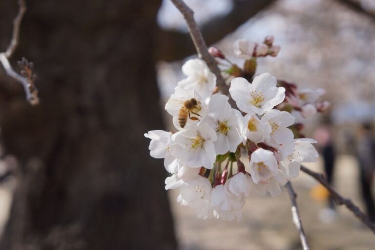 Nagano: 1 Day Snow Monkey & Cherry Blossom Tour In Spring Itinerary Highlights