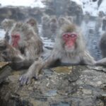 Nagano: Private Transfer Between Station & Snow Monkey Park Service Overview