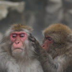 Nagano: Snow Monkeys, Zenkoji Temple & Sake Day Private Tour Tour Overview And Pricing