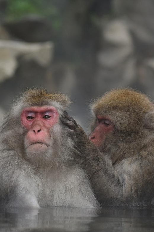 Nagano: Snow Monkeys, Zenkoji Temple & Sake Day Private Tour Tour Overview And Pricing