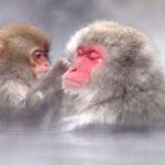 Nagano: Snow Monkeys, Zenkoji Temple & Sake Day Trip Tour Overview And Pricing