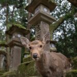 Nara Private Tour: Todai Ji And Nara Park (spanish Guide) Tour Overview And Pricing