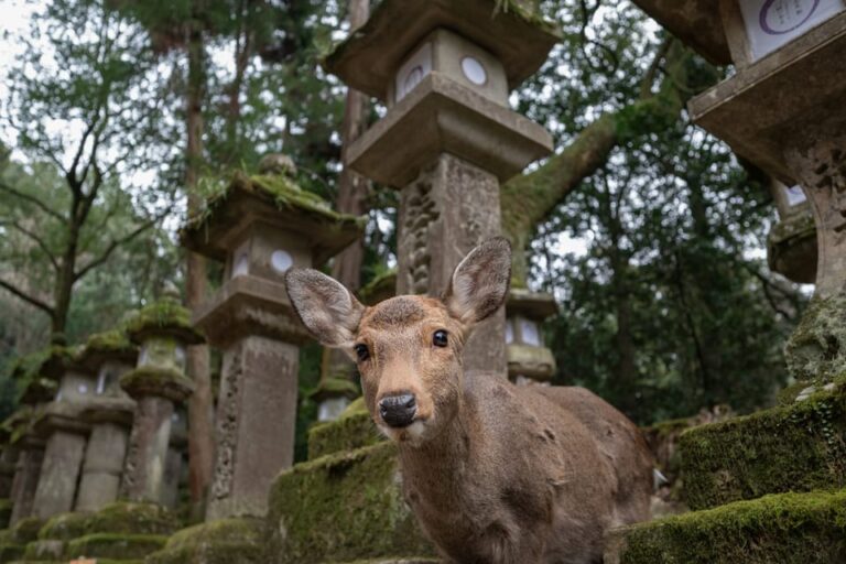 Nara Private Tour: Todai Ji And Nara Park (spanish Guide) Tour Overview And Pricing