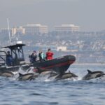 Newport Beach: Ultimate Whale Watching Adventure Overview Of The Whale Watching Cruise