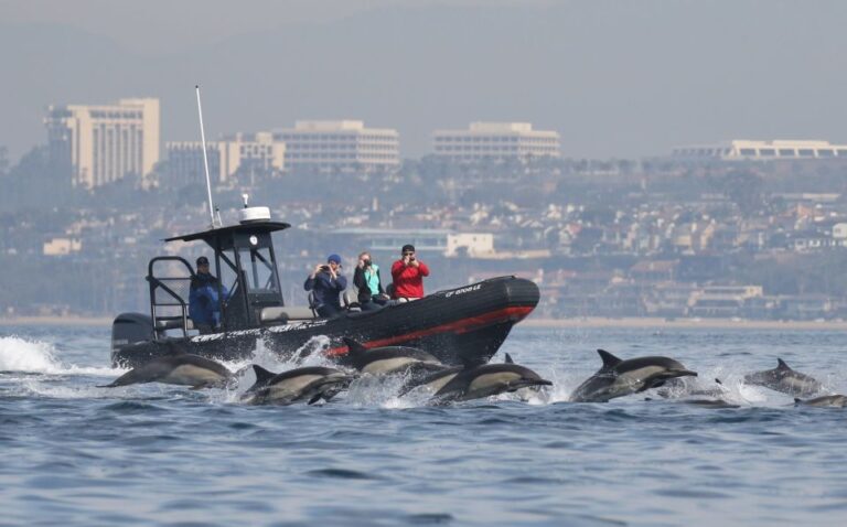 Newport Beach: Ultimate Whale Watching Adventure Overview Of The Whale Watching Cruise