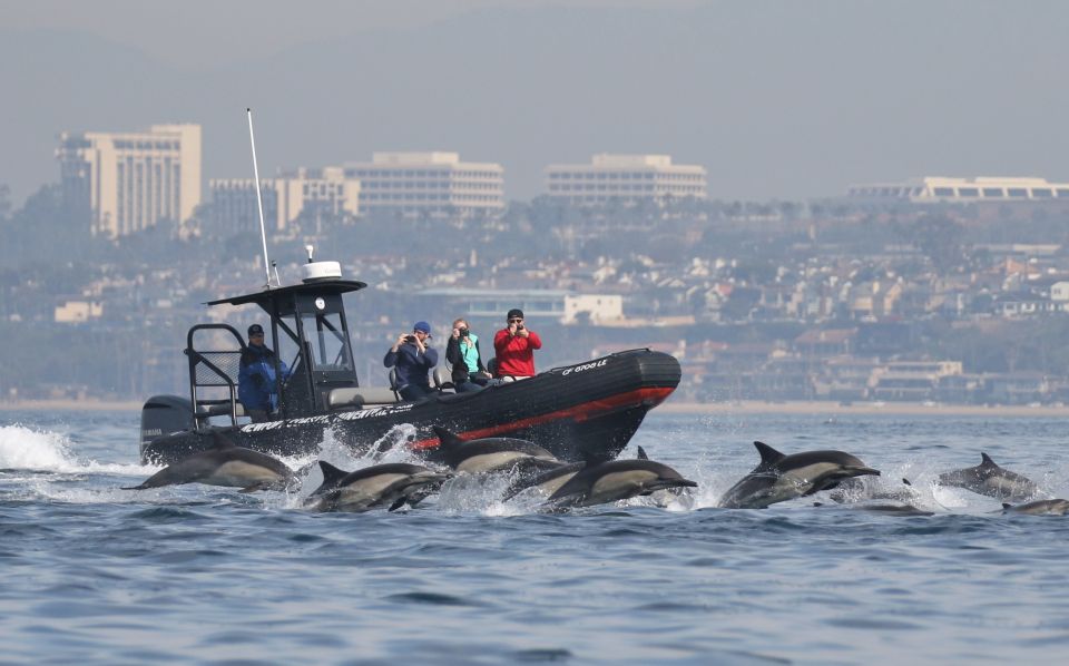 Newport Beach: Ultimate Whale Watching Adventure - Overview of the Whale Watching Cruise