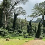 Oahu: Mānoa Falls Trail Hiking Shuttle Activity Overview And Pricing