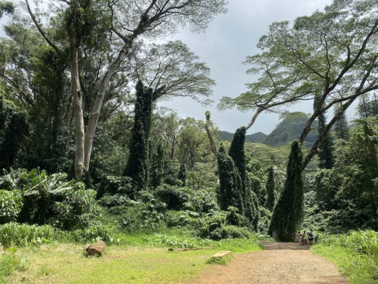 Oahu: Mānoa Falls Trail Hiking Shuttle Activity Overview And Pricing