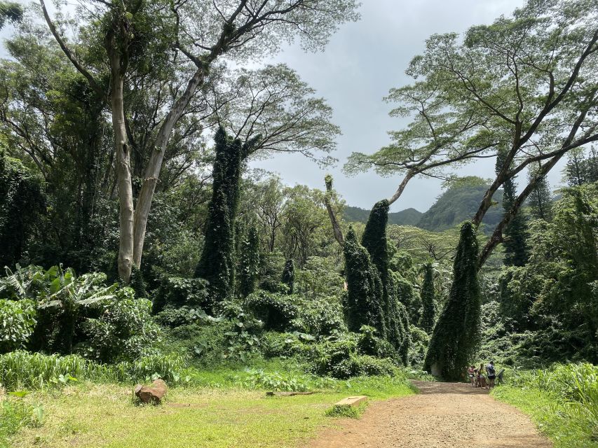 Oahu: Mānoa Falls Trail Hiking Shuttle - Activity Overview and Pricing