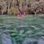 Orlando: Kayaking Tour With Manatee Encounter Activity Overview