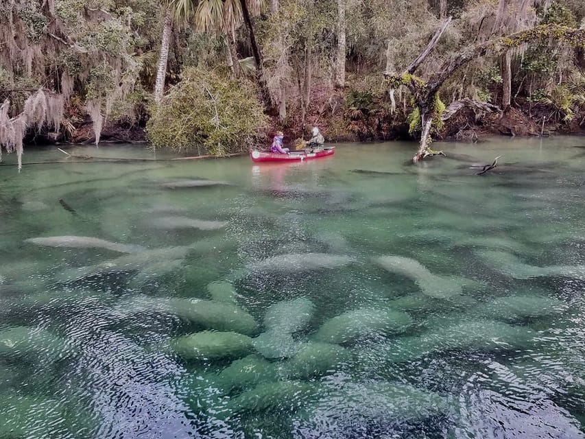 Orlando: Kayaking Tour With Manatee Encounter - Activity Overview